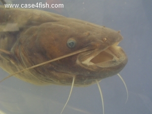 Foto Galerie/Siluriformes/Silurus glanis/Silurus glanis_01_S.jpg